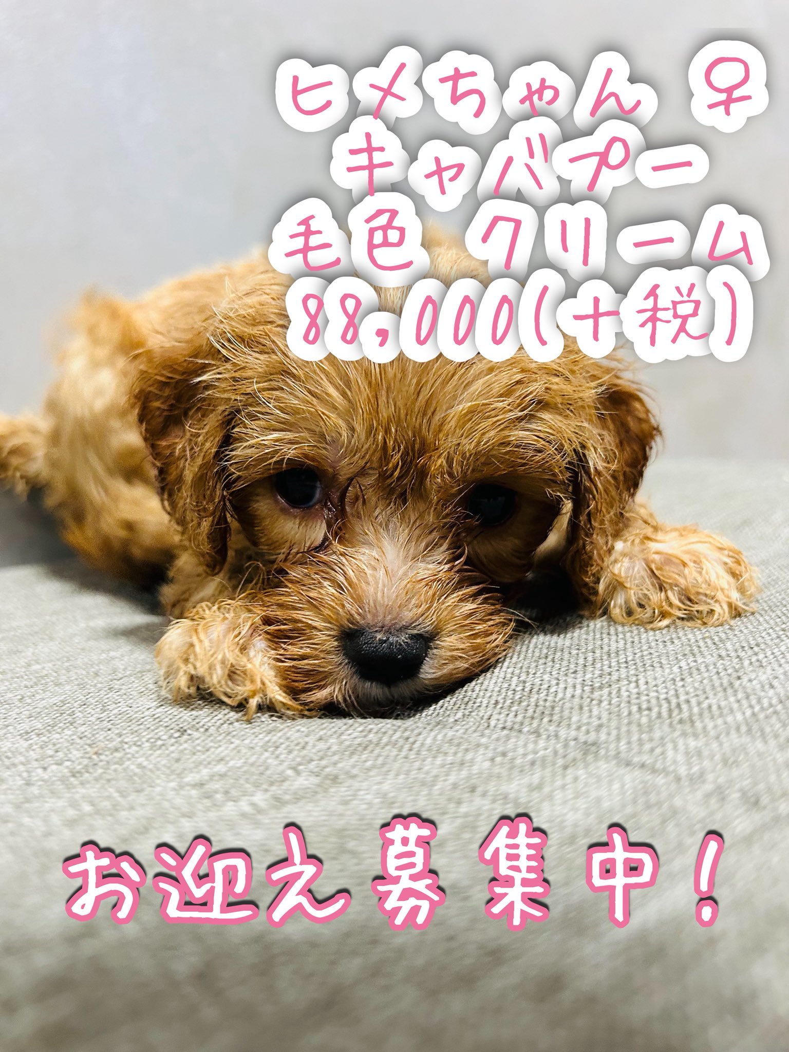 DogCafe-Ricky八戸店 スタッフ on X: 