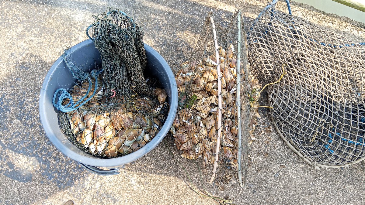 Pangsan Sibungsu Harahap tweet media