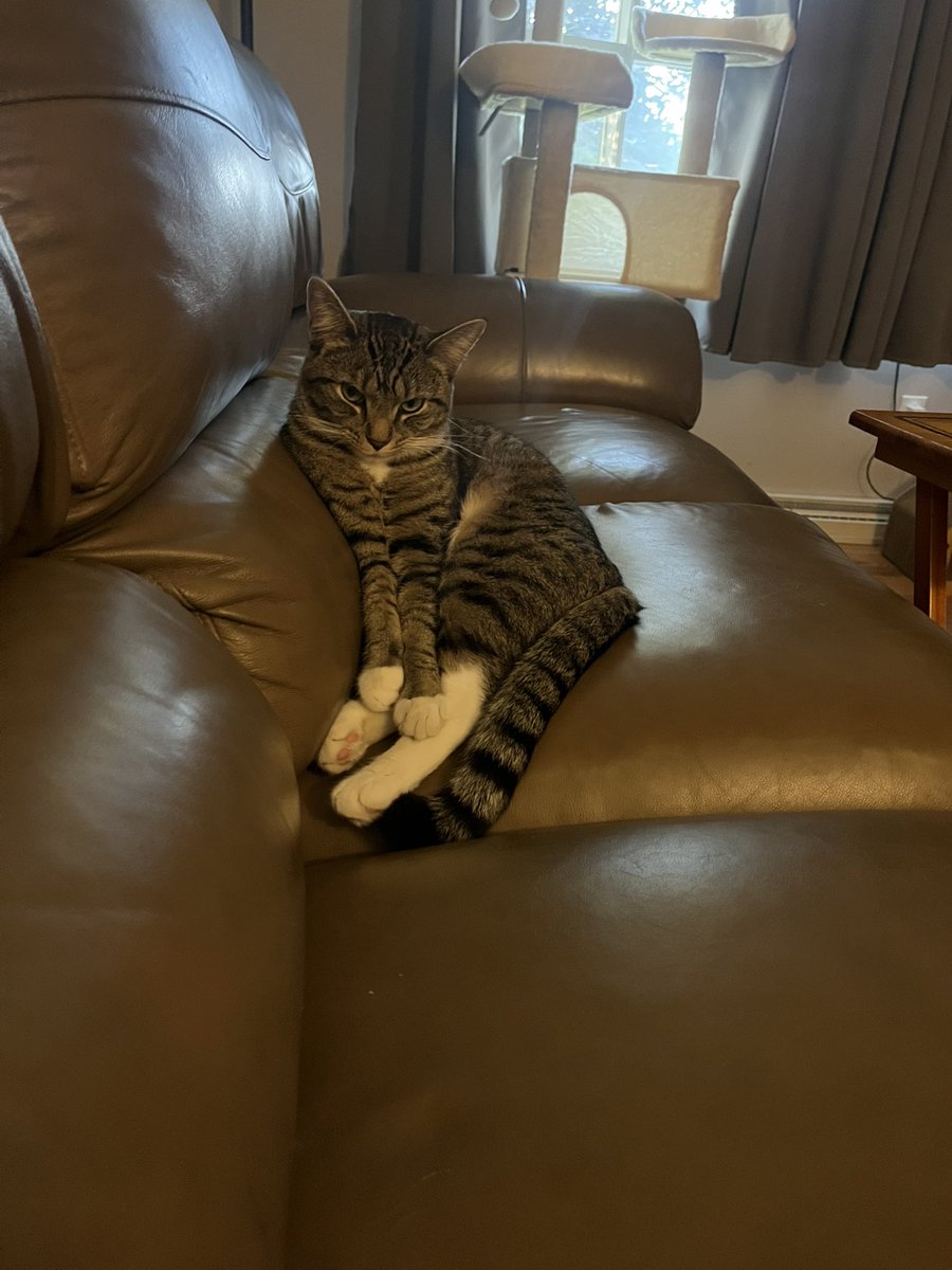 Jed (@jednft) on Twitter photo Goodnight friends.
Kiwi is cute yet unimpressed. Goodnight friends.
Kiwi is cute yet unimpressed.