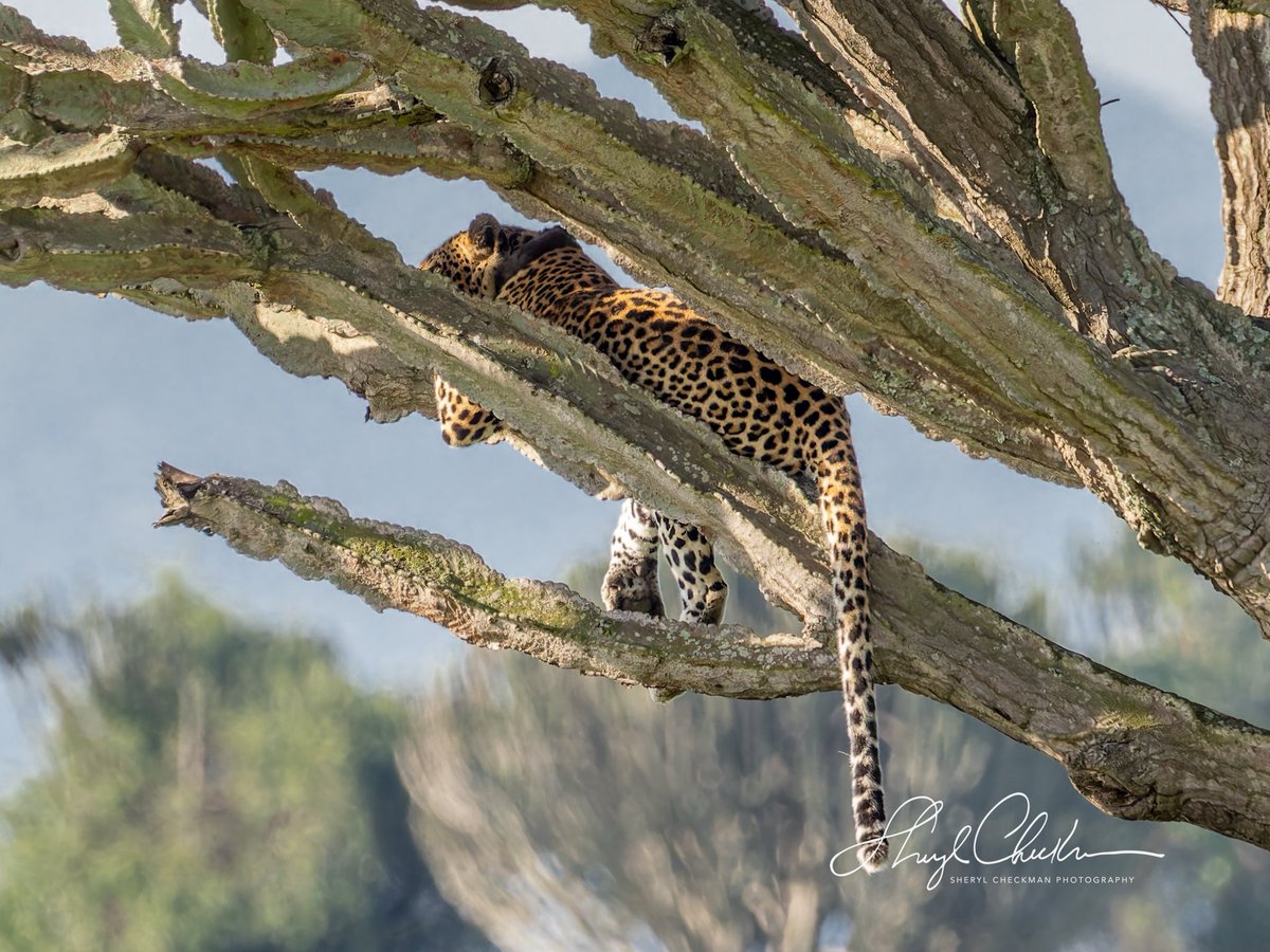DiveArtist's tweet image. Another of the Big Five seen lounging in a tree at Queen Elizabeth National Park on June 10.
#leopard #leopardintree #bigfive #uganda #ugandawildlife #birdcpp