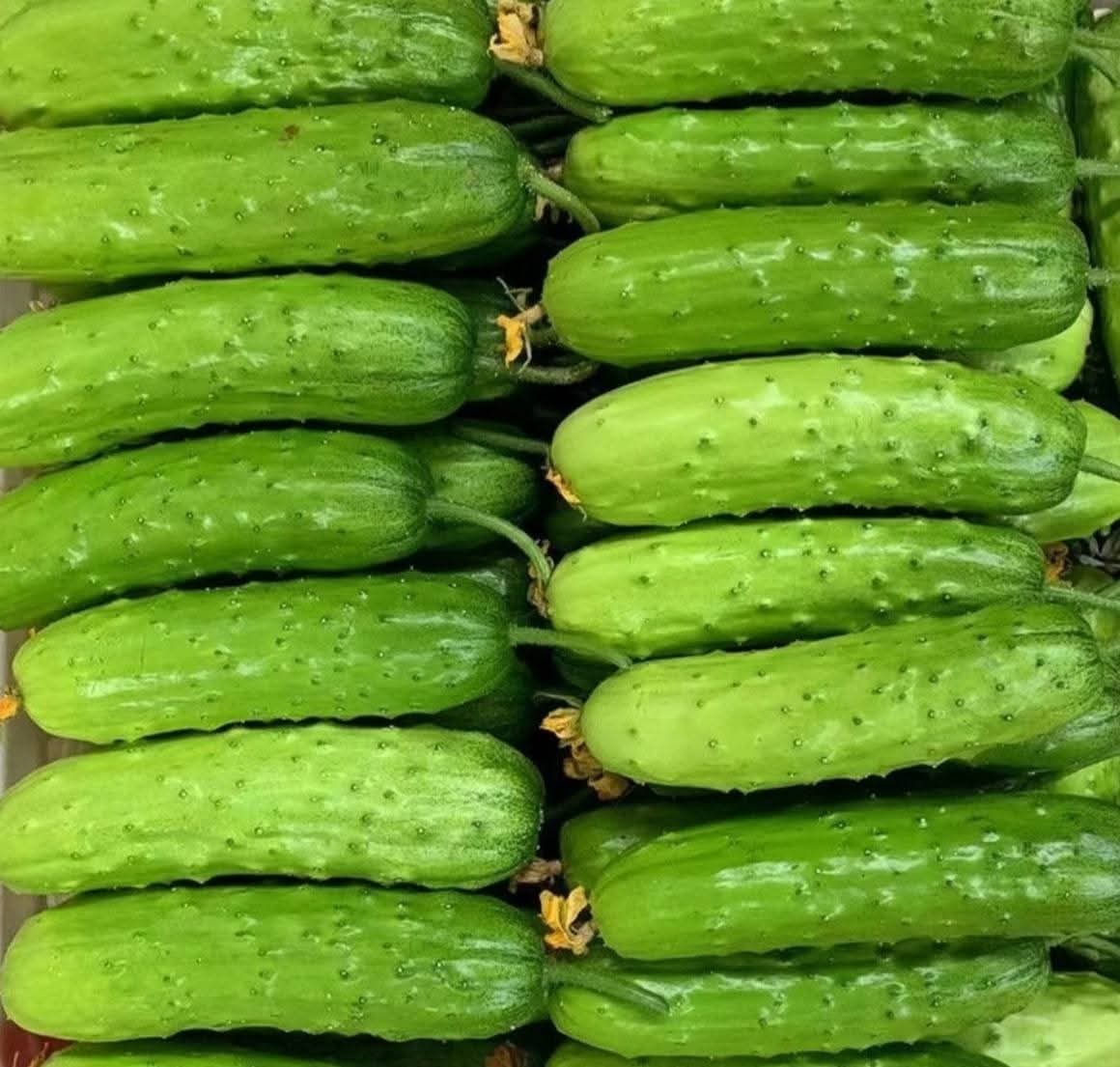 I advise farmers to grow cucumbers because they mature quickly in 45–60 days, require moderate water, and have high market demand, offering good profits in a short time.