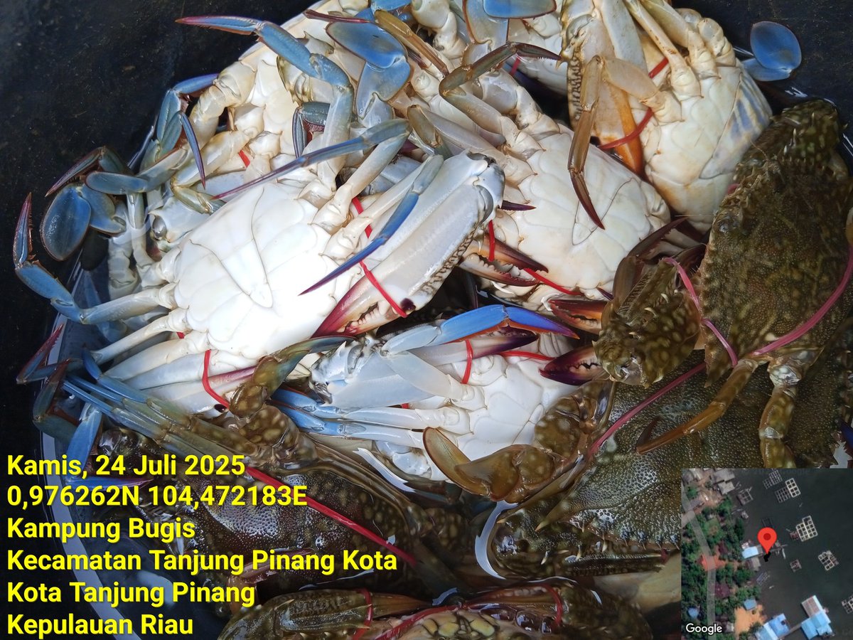 Pangsan Sibungsu Harahap tweet media