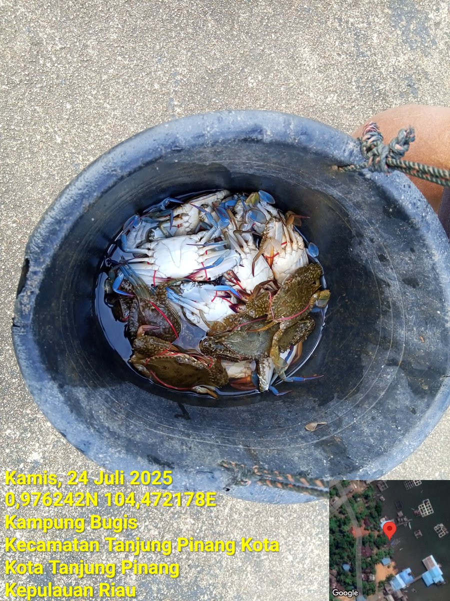 Pangsan Sibungsu Harahap tweet media