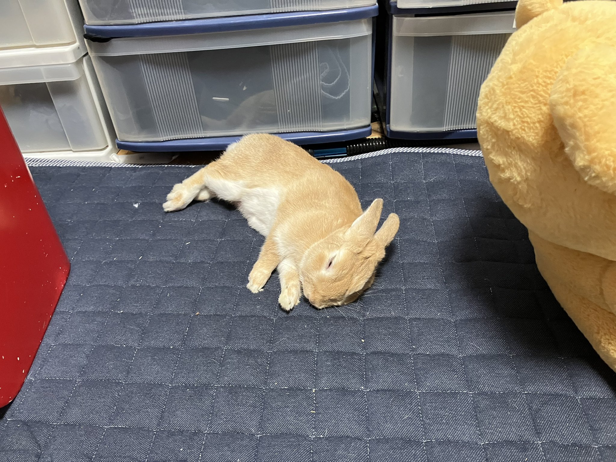 まるうさぎ様、2、おまとめ うさぎのすず on X: 