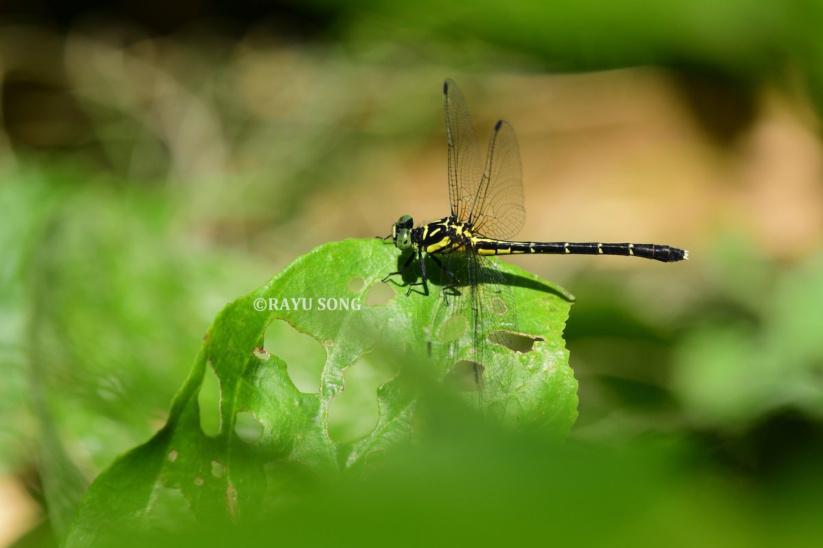 2025·华西南五月。
劳伦斯尖尾春蜓Stylogomphus lawrenceae。
本种稚虫栖息于宽阔的溪流下游，于春季进入羽化期，而后未熟的成虫会逐渐溯源至沟谷深处的支流或水源处。成熟后的成虫于晴天的正午活跃，雄性会在水量微小的沟渠、渗流地和小型瀑布上守卫领地，雌性较少见，会在渗流处悬停点水产卵。