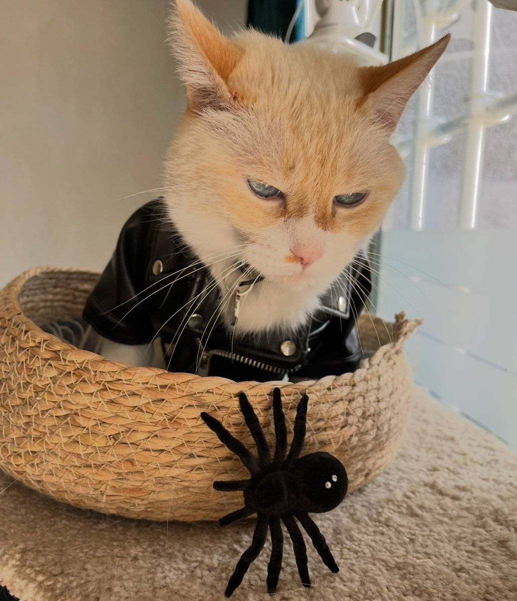 KoshkaMorrison's tweet image. Y ora qien ze ba comer los muerziegalos 😔
Ozzy forever 🦇