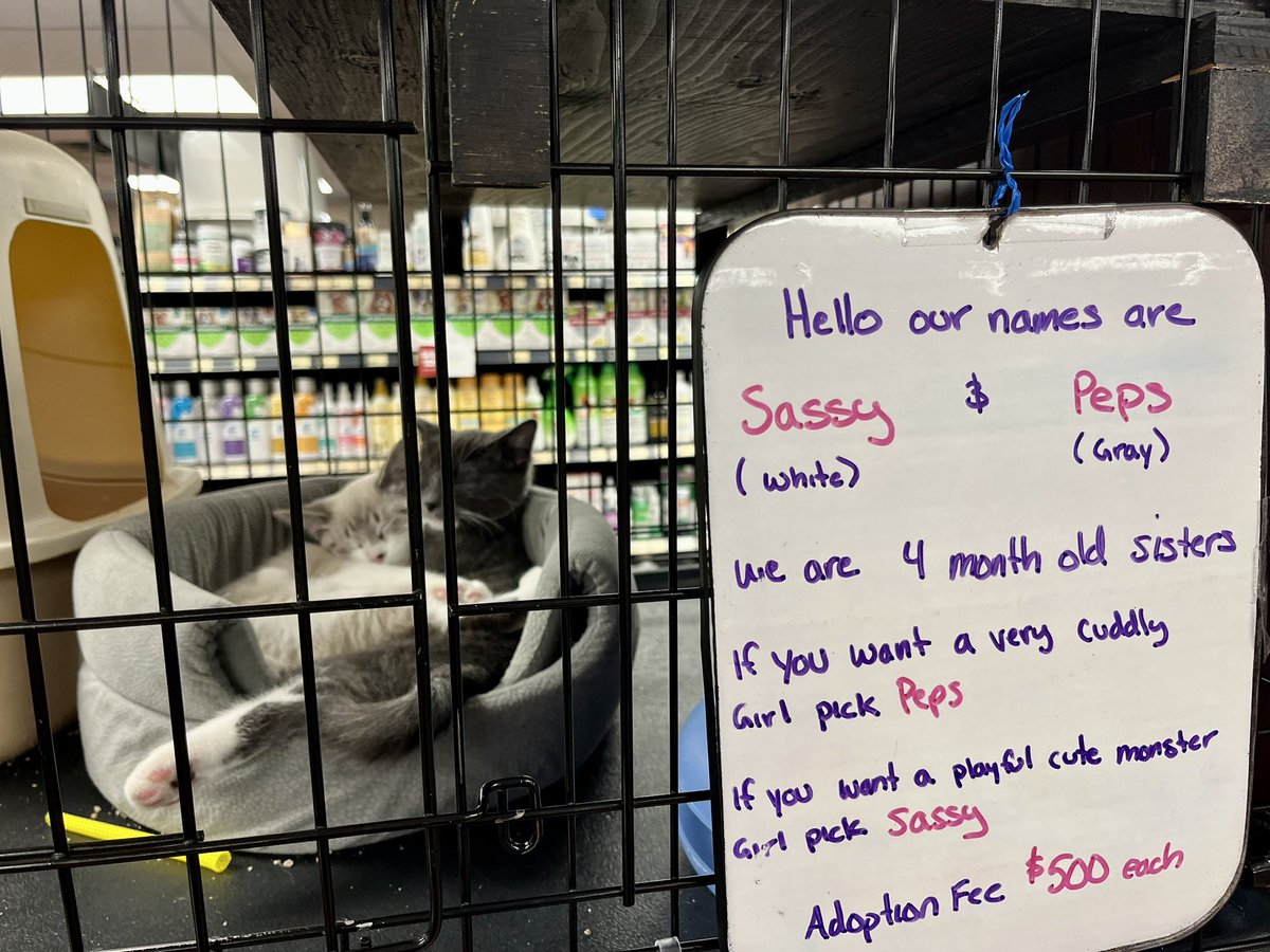 tessvanstraaten's tweet image. 🐈 These adorable girls are up for adoption from @VHSanimalrescue at the Royal Oak @bosleyspetstore in Saanich. So cute! 🥰 #adoptme #cats #yyj 🐱