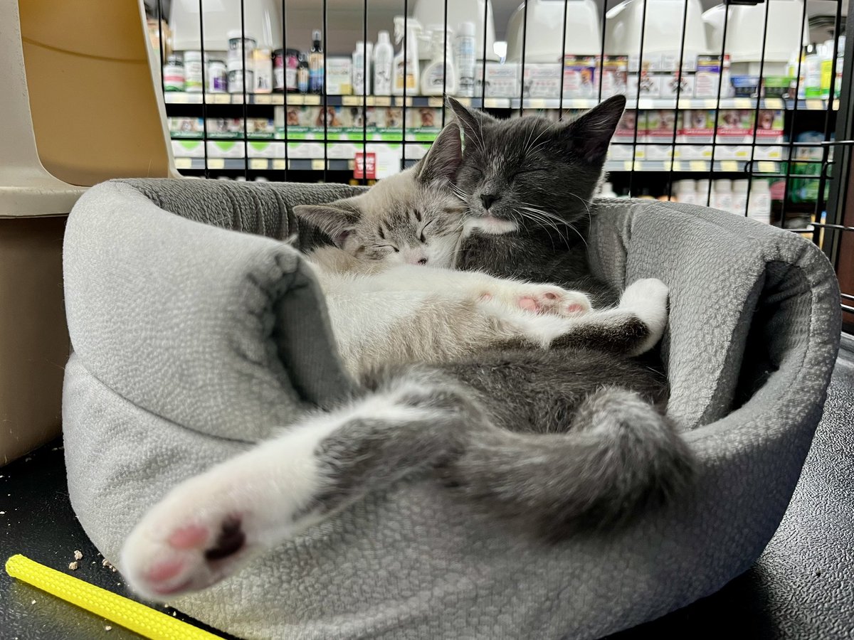 tessvanstraaten's tweet image. 🐈 These adorable girls are up for adoption from @VHSanimalrescue at the Royal Oak @bosleyspetstore in Saanich. So cute! 🥰 #adoptme #cats #yyj 🐱