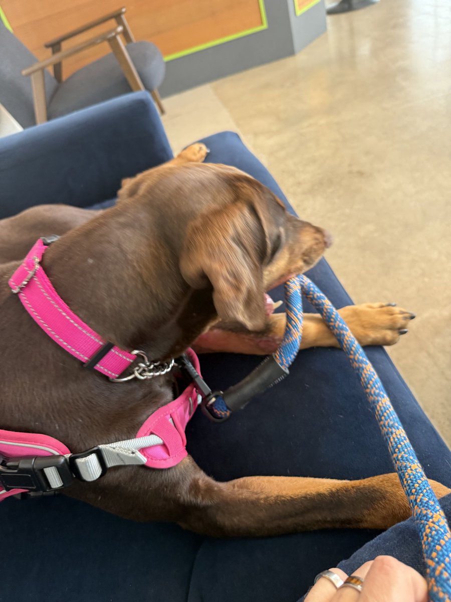terronk's tweet image. Self-driving dog.
