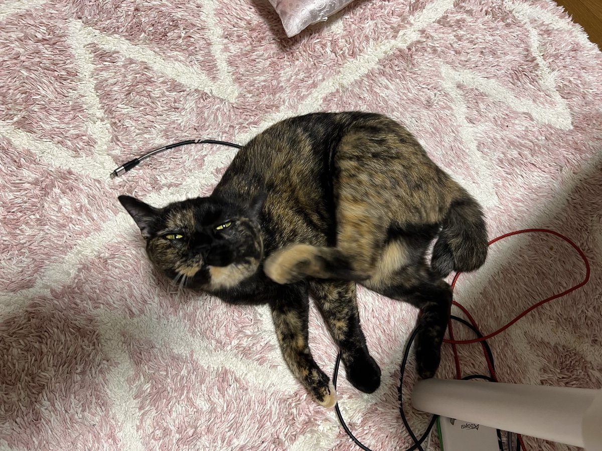 真は錆猫が好き サビ猫はいいぞ - Search / X
