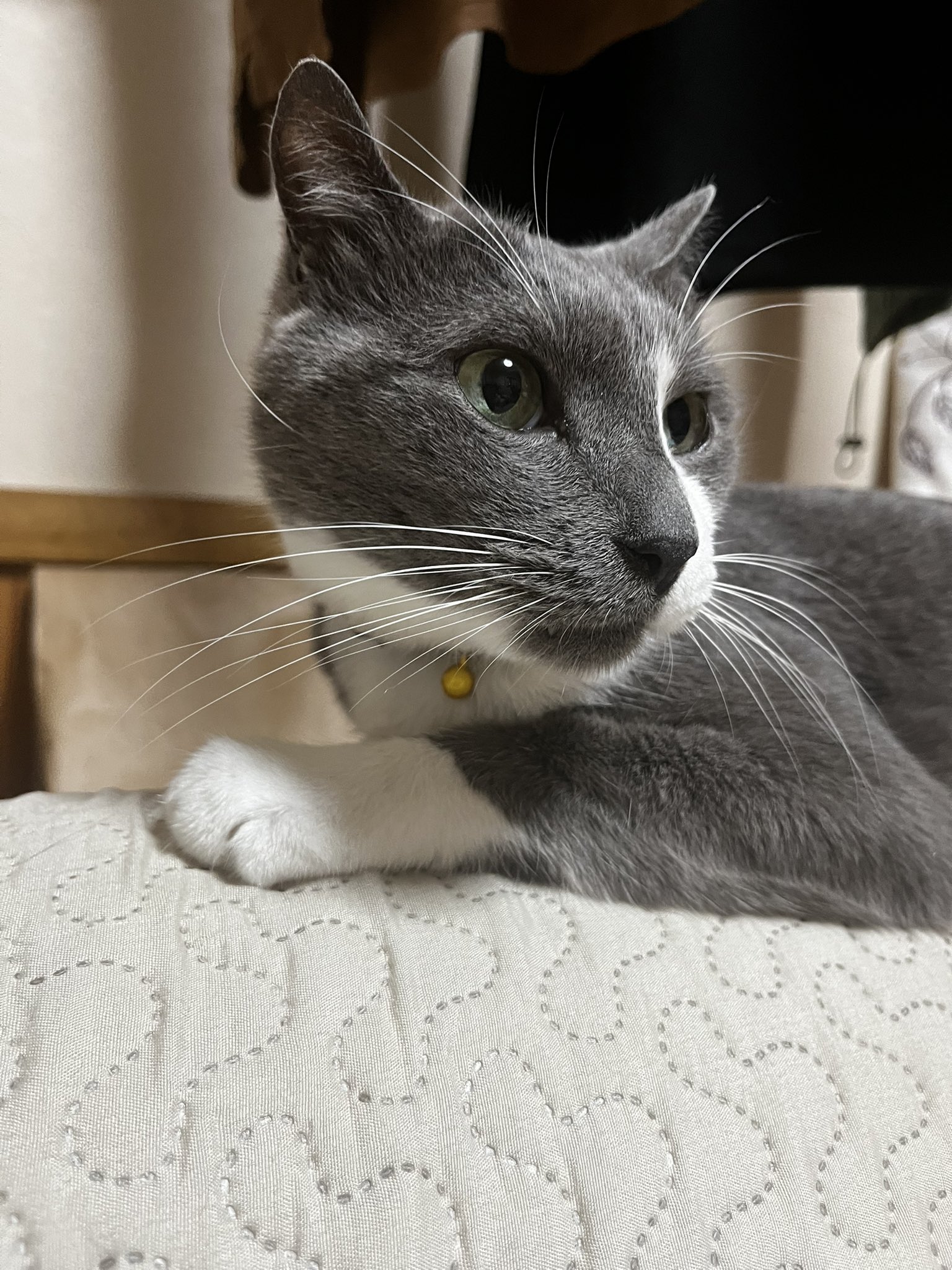 気まぐれ猫 フルーリーワンデー キマグレネコ (リングダークブラウン) 10枚