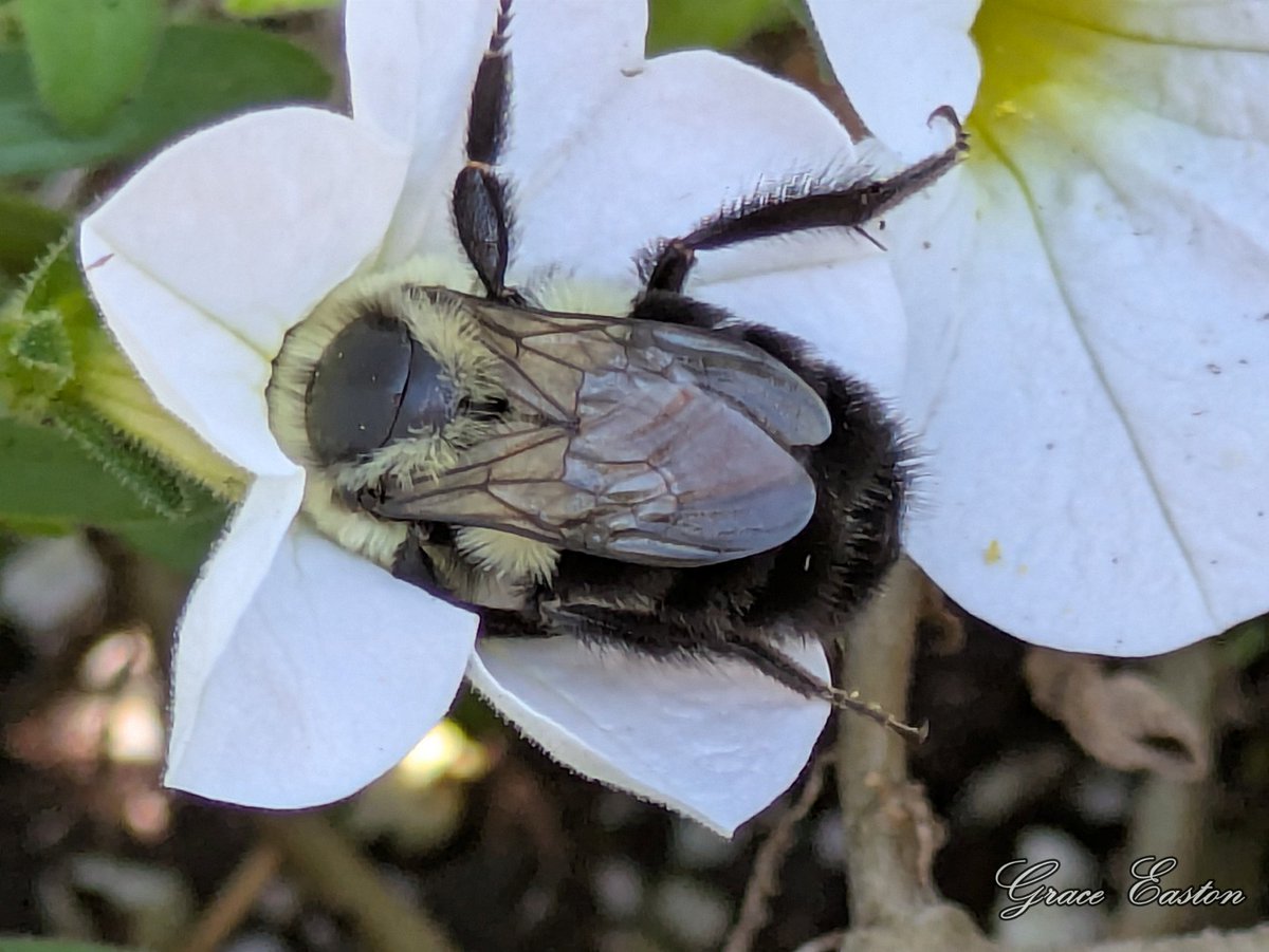 GraceOnFire2's tweet image. "Life is full of beauty. Notice it. Notice the bumble bee, the small child, and the smiling faces. Smell the rain, and feel the wind. Live your life to the fullest potential, and fight for your dreams" - Ashley Smith
#photography #naturephotography #photographyOnX #bumblebees