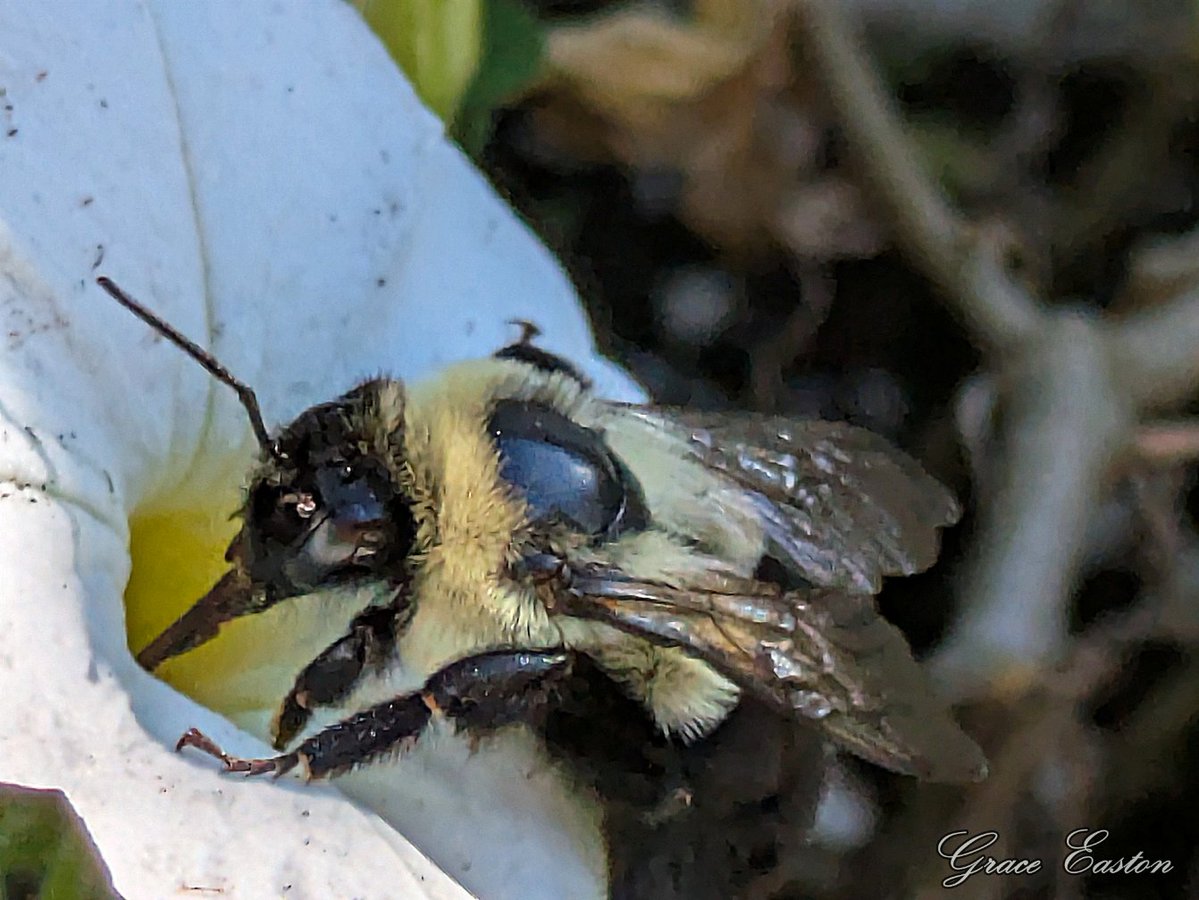 GraceOnFire2's tweet image. "Life is full of beauty. Notice it. Notice the bumble bee, the small child, and the smiling faces. Smell the rain, and feel the wind. Live your life to the fullest potential, and fight for your dreams" - Ashley Smith
#photography #naturephotography #photographyOnX #bumblebees