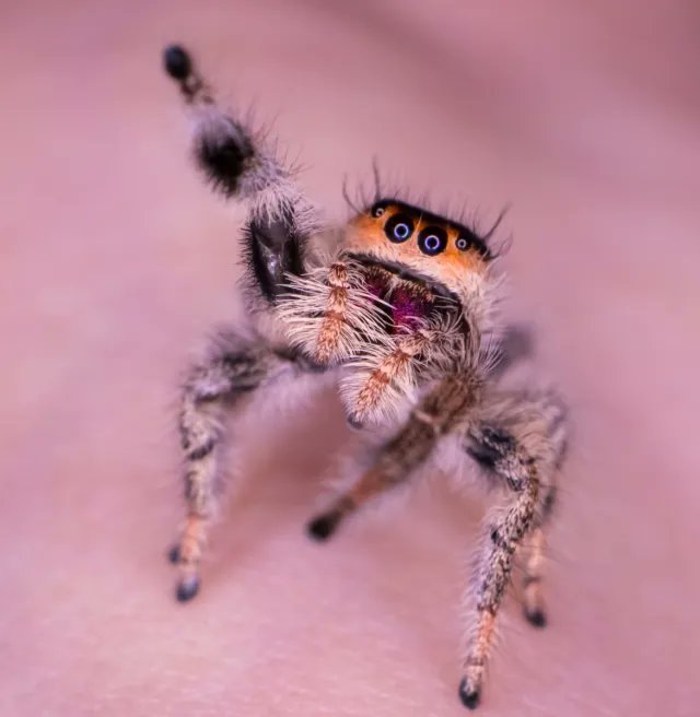 DarkwebShaman's tweet image. "One must have chaos within oneself to give birth to a dancing star"