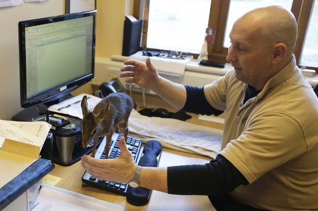 eviljuliee's tweet image. Me working in my manifesto