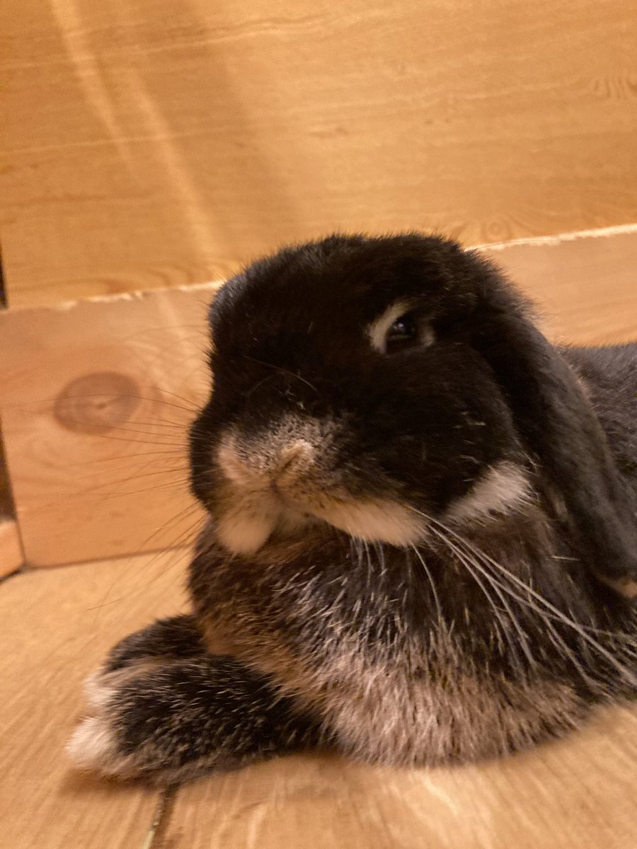a_k_a_no9ma's tweet image. みんな大御所の表情してて渋い（かわいい）