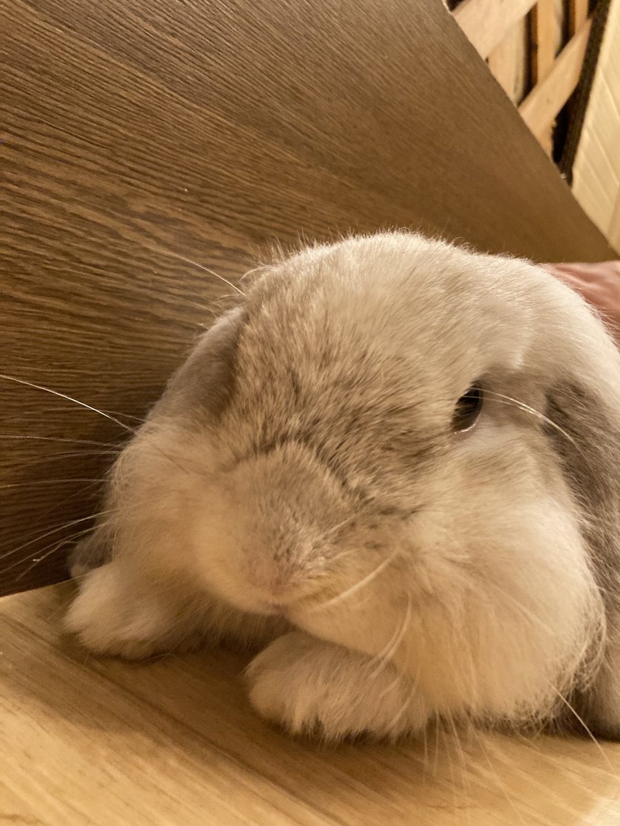 a_k_a_no9ma's tweet image. みんな大御所の表情してて渋い（かわいい）