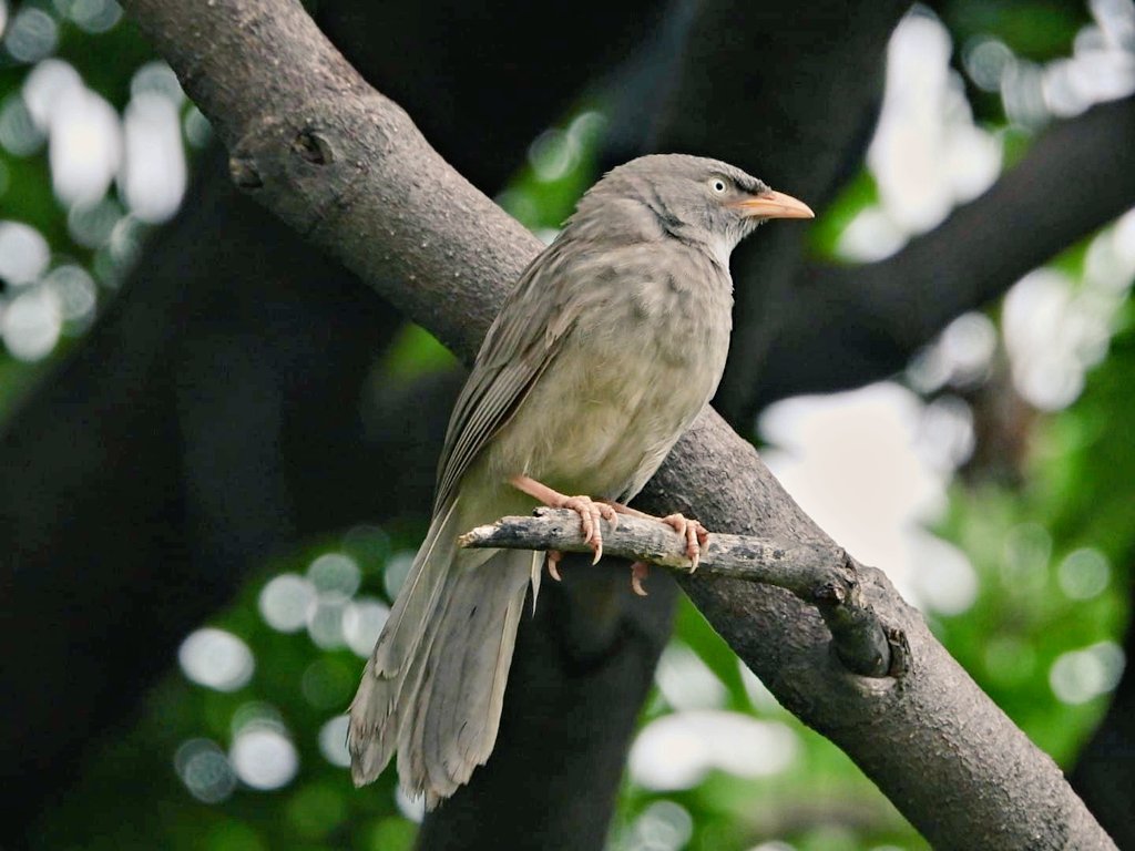 anuradhamathur's tweet image. Jungle babbler and large grey babbler #IndiAves #DelhiNCR #BBCWildlifePOTD #ThePhotoHour #natgeoindia #birdphotography #Nikon