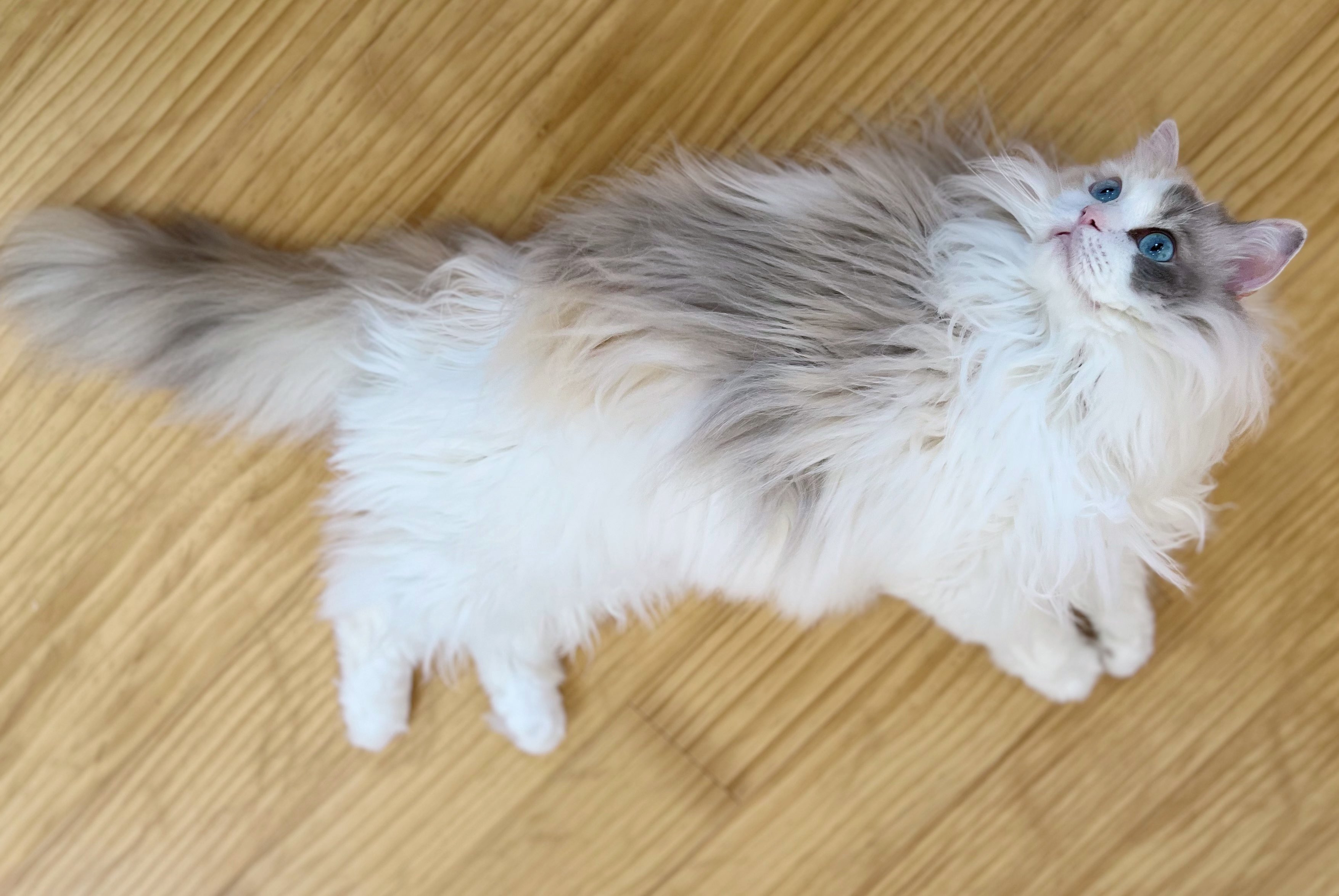 ハル　猫アイス Frozen Rose Cat / Arctic Bloom Cat - Information & testing
