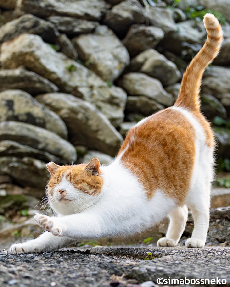 simabossneko's tweet image. 伸び〜〜〜〜〜っ🐾🐾
Let's do stretch✨✨
#ストレッチ #猫 #cat