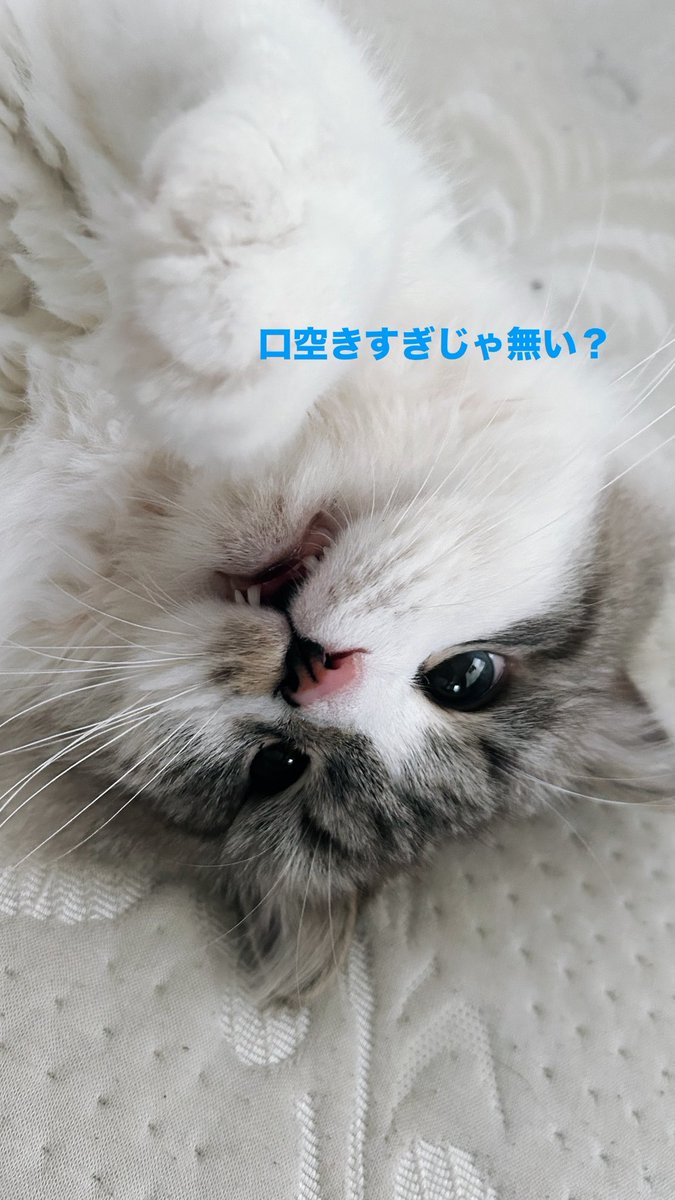 うさぎ ねこ うさぎ 仲良し同盟を結んだうさぎと猫の奇跡のようなコミュニケーション