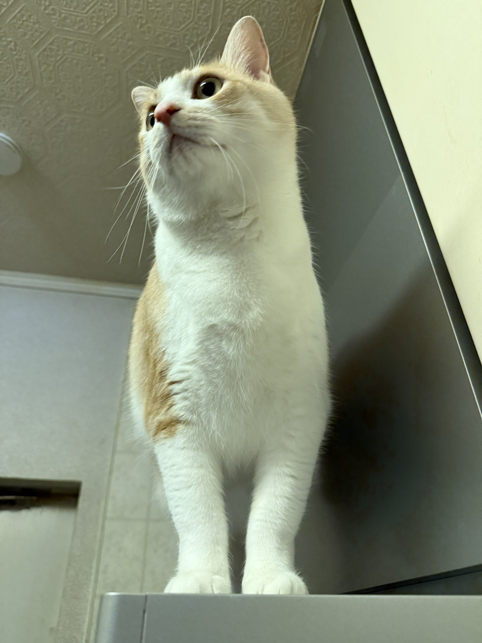 ちびねこ　 0406 backend=imagemagick;version=1;