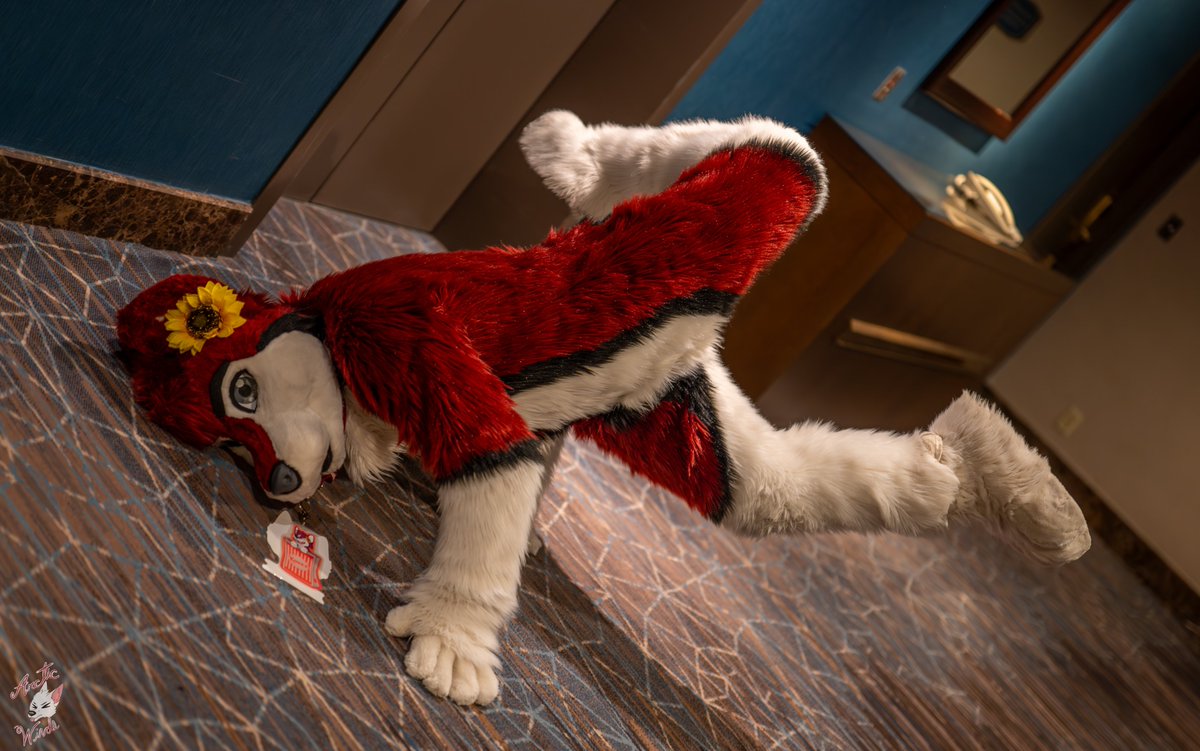 You turn the corer and see this. What would you do?

📸: <a href="/ArcticWindPhoto/">Arctic Winds Photos</a>