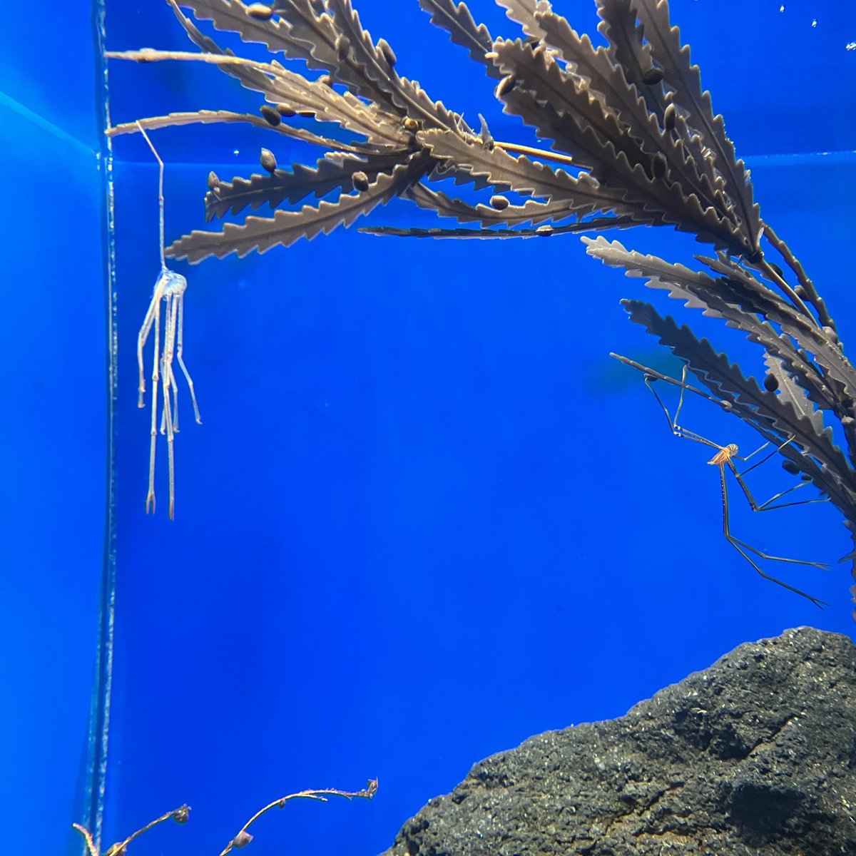 Shinagawa_Aqua's tweet image. ある朝、【オルトマンワラエビ】が脱皮をしていました‼️
脱皮殻もキレイに残っていたので、まるで分身したみたいですね🤭🥷
オルトマンワラエビは、1階『東京湾に棲む生物』で展示しております🦐
目をよーーーく凝らして探してみてください👀🔍
#しながわ水族館