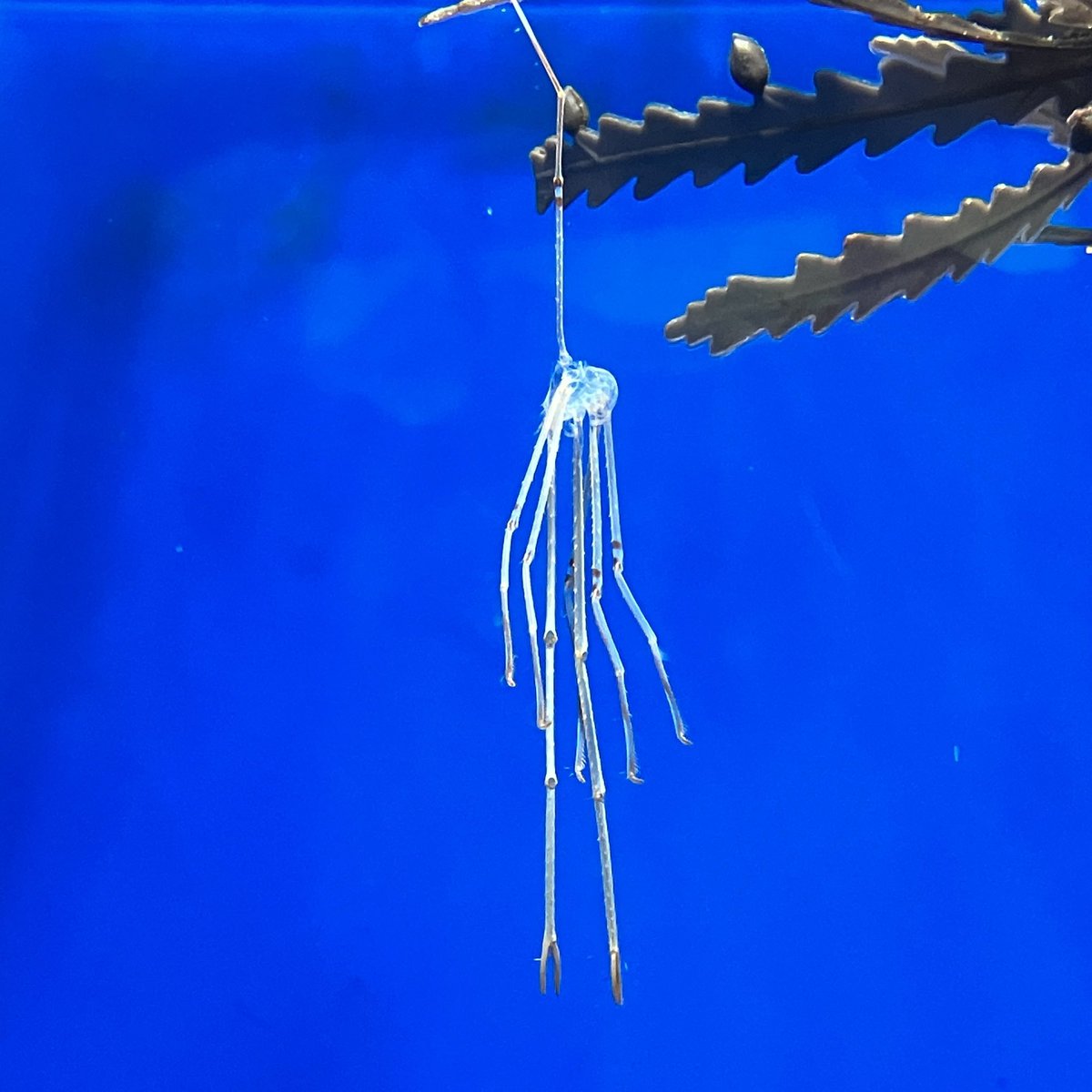 Shinagawa_Aqua's tweet image. ある朝、【オルトマンワラエビ】が脱皮をしていました‼️
脱皮殻もキレイに残っていたので、まるで分身したみたいですね🤭🥷
オルトマンワラエビは、1階『東京湾に棲む生物』で展示しております🦐
目をよーーーく凝らして探してみてください👀🔍
#しながわ水族館