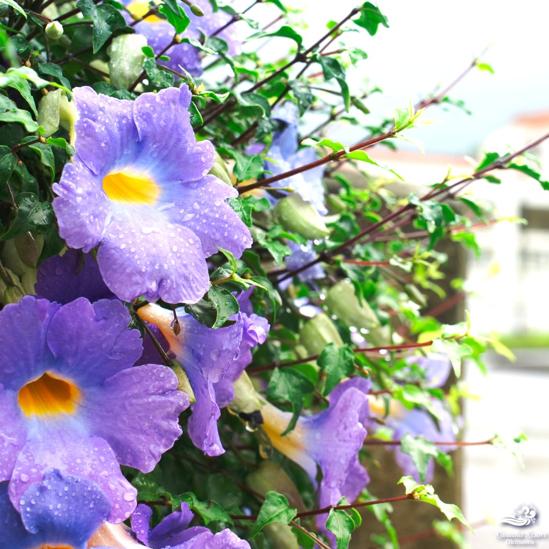 雨上がりの空にみずみずしい花を咲かせるのは、熱帯や亜熱帯の地域に生息する「ツンベルギア」🌿
和名では「ヤハズカズラ」とも呼ばれます。

カヌチャでは、宿泊棟付近などさまざまな場所に植えられています。
ぜひ探してみてくださいね🔎