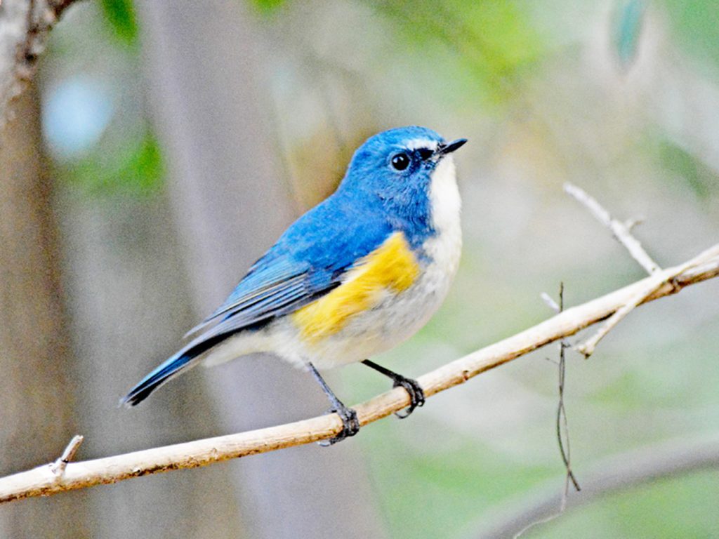 yanyangold's tweet image. #これを見た人は何か青いものをあげる

幸せの青い鳥、ルリビタキ🐦️
本物の写真お借りした

＃羊毛フェルト