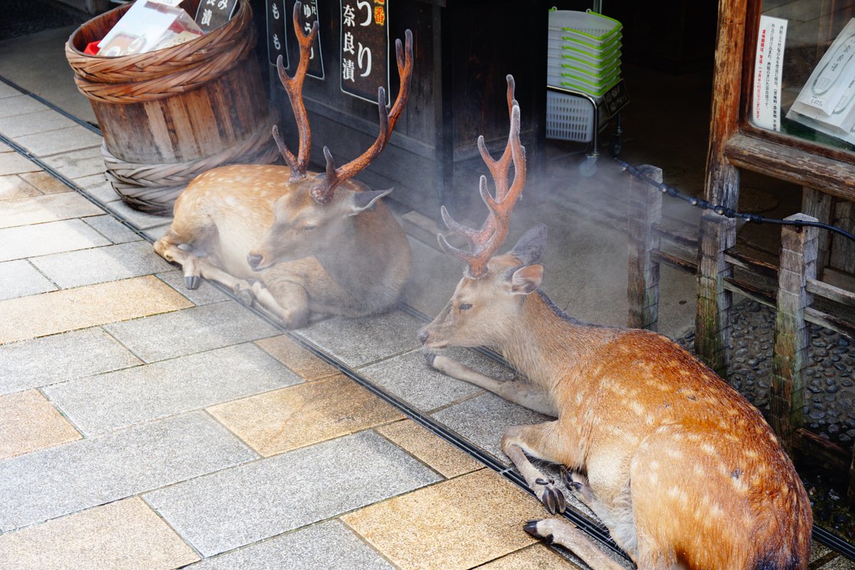 suttobi_neko's tweet image. 今日は早起きしたので奈良までサイクリングしました
行きはこんなん楽勝やんどこまででも走れるぜって思ったけど帰りは走ってる時間と同じくらい休憩したから倍くらいかかっちゃいました
夕飯はスタミナをつけるためにも肉を食べます
🦌🍴🐰