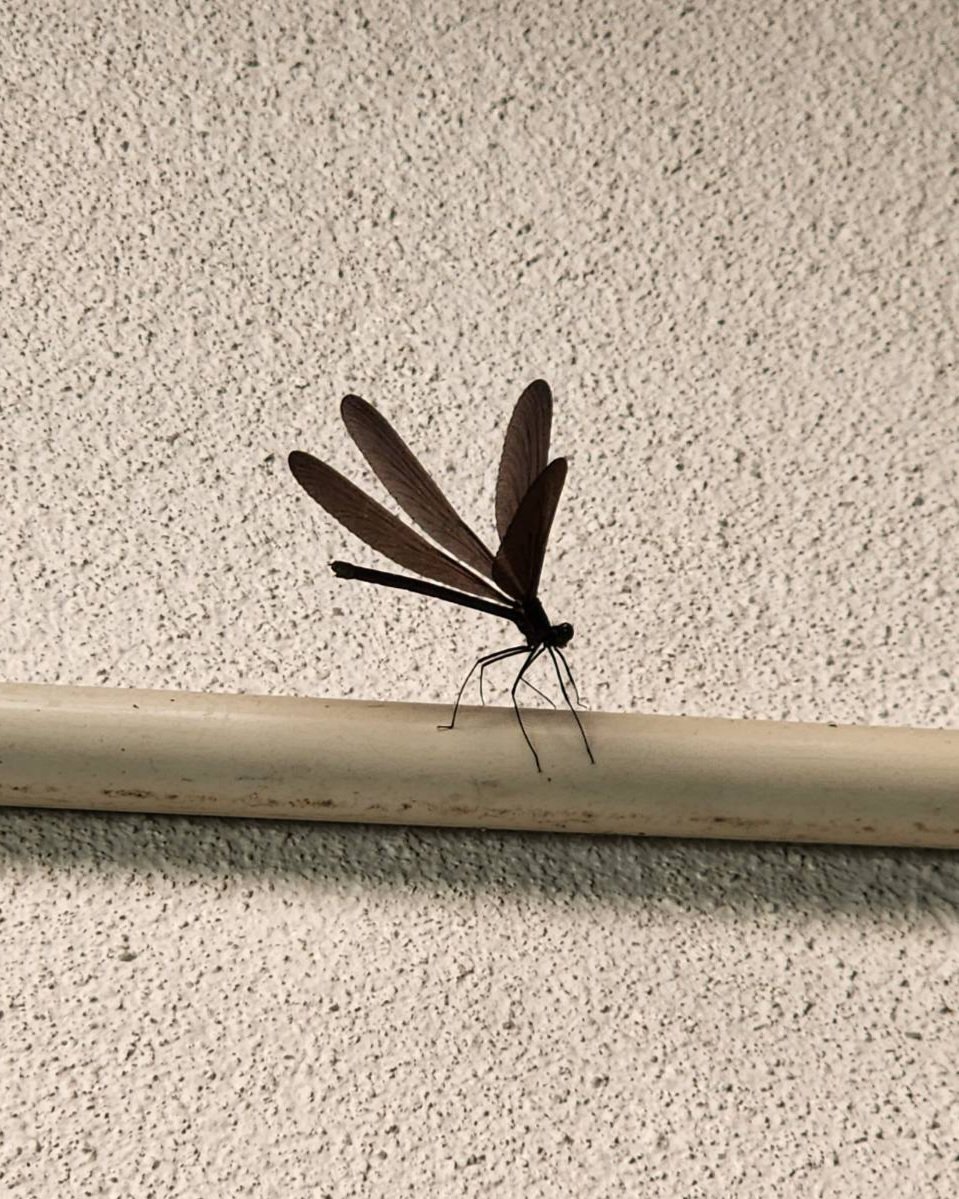 ここ数日、社長宅に住み着いている #ハグロトンボ 
もしかしたら先代が周年記念を見にきてくれてるのかもしれません😌
みなさんも、ハグロトンボを見たらご先祖様に感謝の気持ちを伝えるのもいいですね！