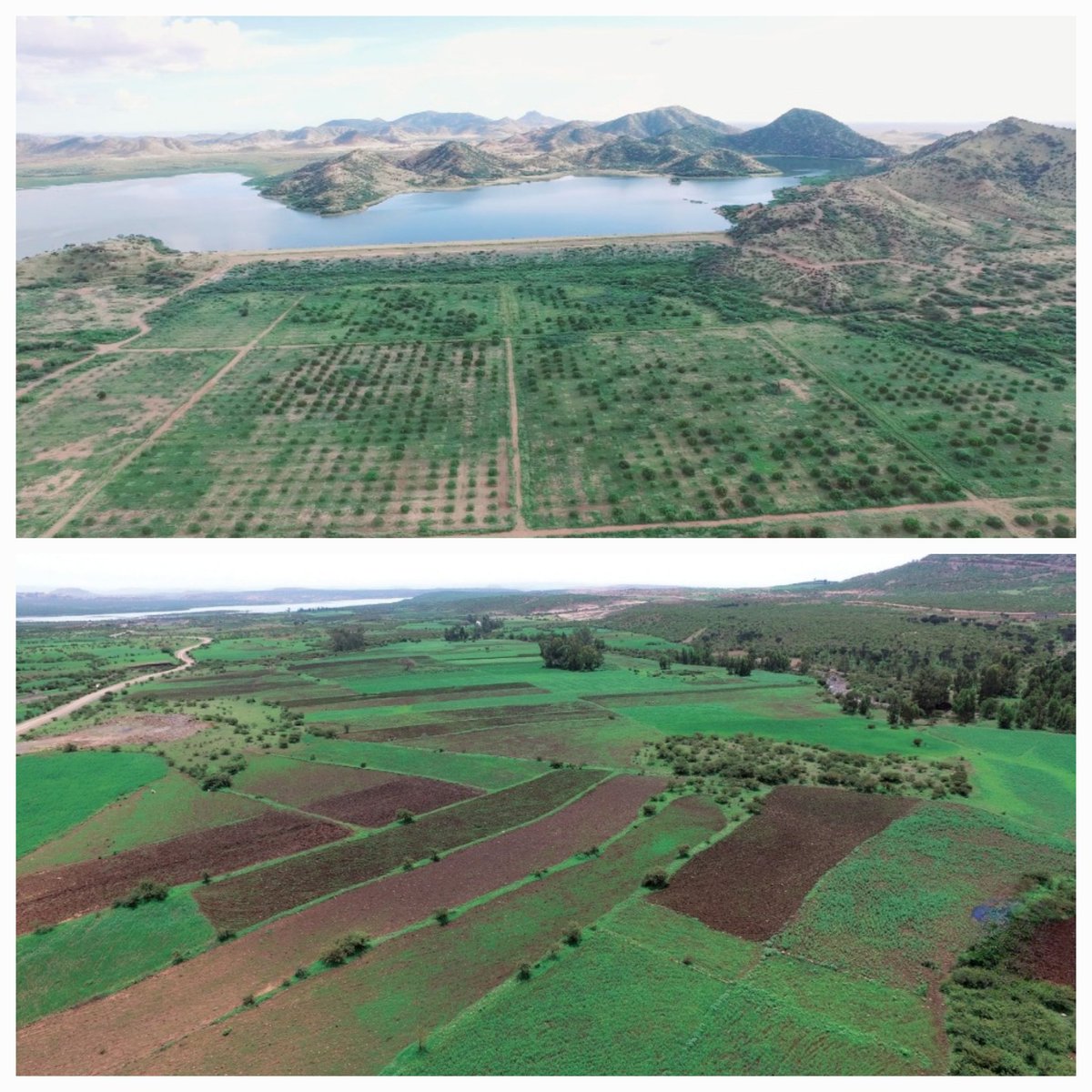 EriPrism's tweet image. Food security perse isn't #Eritrea’s long-term goal. #PIA
#Eritrea should strive for food sovereignty.
Food security - Availability, accessibility & utilization of food.
Food Sovereignty - People's control of their food systems- local production, social justice & self-reliance