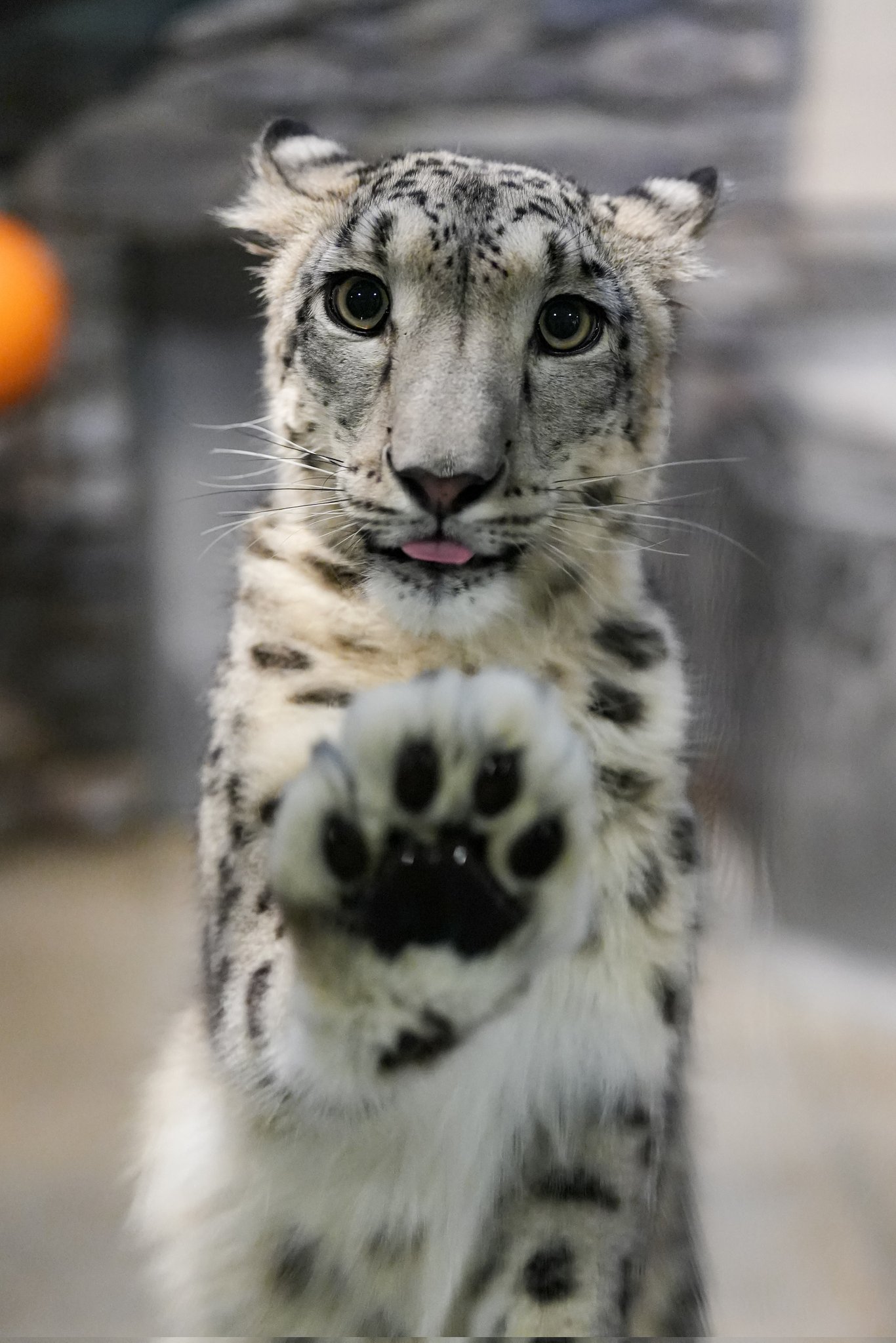 【まーちゃんさま】*pottery animal ✵ツリーを見つめる ワンちゃん 堂々と座る牧羊犬に近づく体高70cmの小さな月毛馬とおじいちゃん