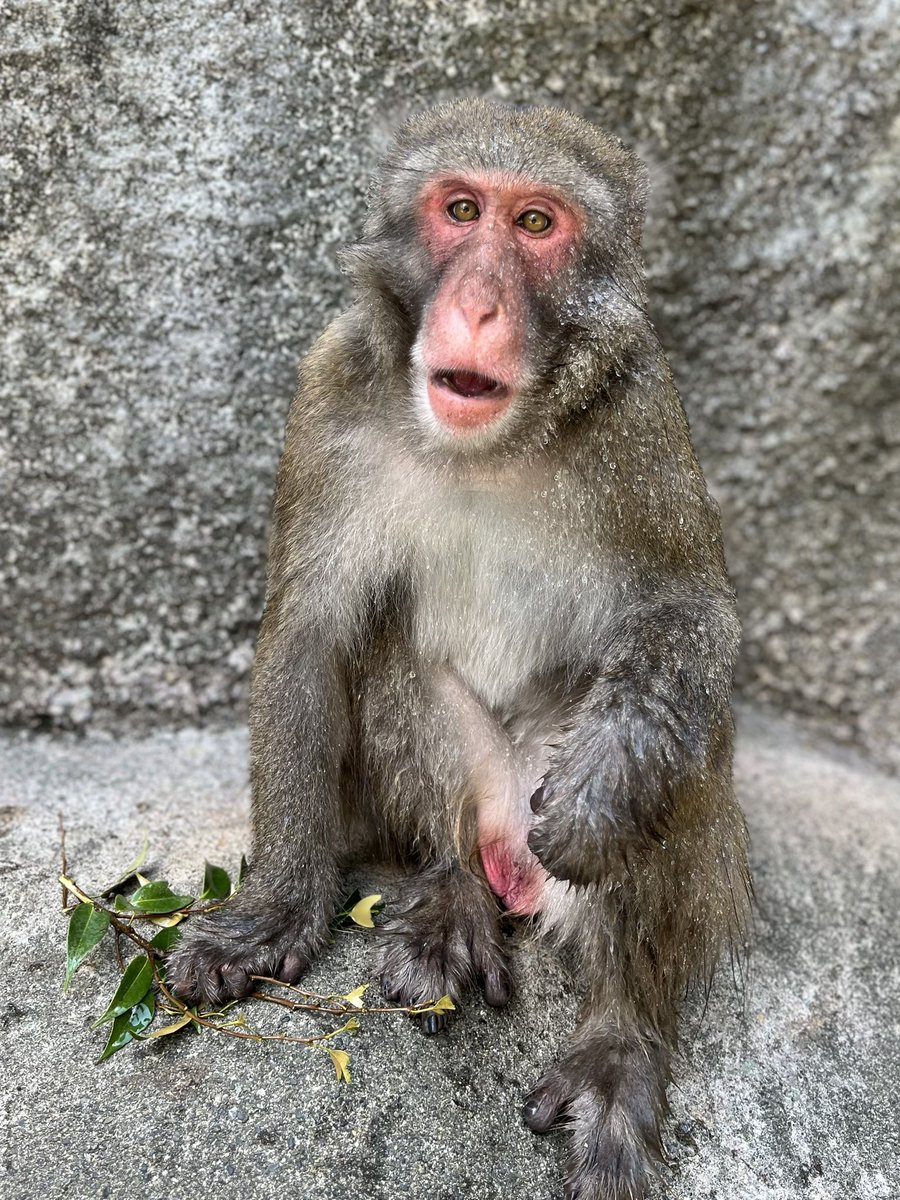 hamamatsuzoo's tweet image. 水遊びしながらシイの葉を食べるピト♂🐵🚿🍃
濡れた毛がキラキラ光って綺麗でした✨
#はまズーさる日和
#浜松市動物園 #hamamatsuzoo #hamazoo #ニホンザル