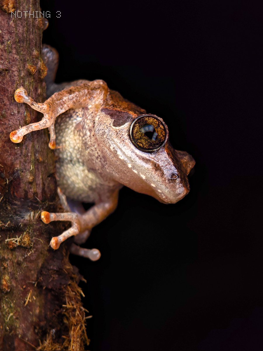 Ajeesh021997's tweet image. Night Critters, @nothing (3)
@nothingindia
#WithNothing #NothingPhone3
#ShotOnSnapdragon @Snapdragon @AkisEvangelidis @getpeid