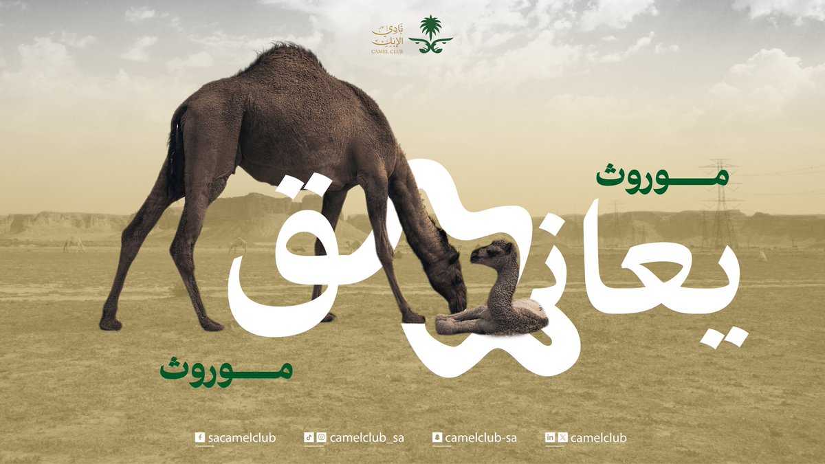 CamelClub's tweet image. سلالة تمشي على خطى سلالة  🐪

#نادي_الإبل