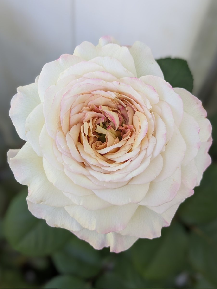 j5FTNd42bUc1k3D's tweet image. 一輪咲きです。

わばら
くるみ