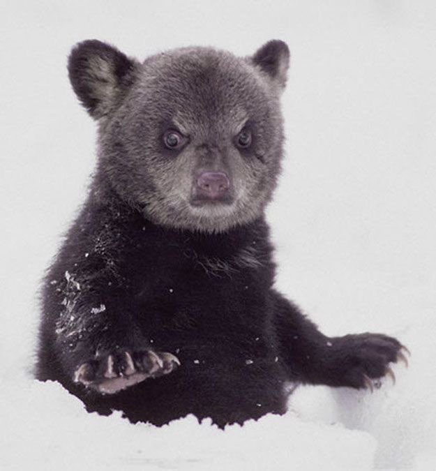 zor4phz's tweet image. bearshauna is real