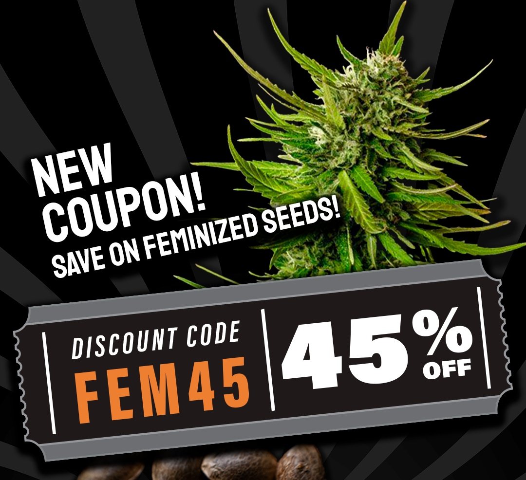 New #discount code (Coupon): FEM45

Save on our Feminized Seeds!!
(Special Offer by limited time) 🌱🛒

♀️🌿👇
kannabia.com/en/feminized-c…