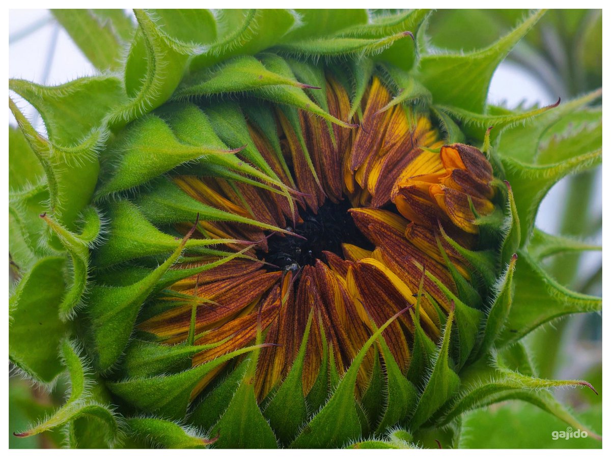 An orange sunflower curled up but is ready to spring into full bloom. Just add some rays, and she's all set...

#Photography #flowers
