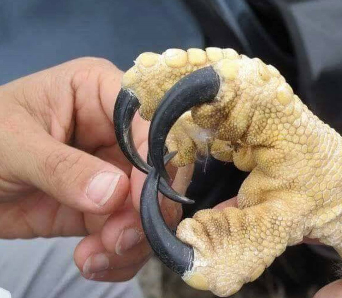 Günün Fıkrası :

Bu pençe, tesadüflerin eseriymiş :)