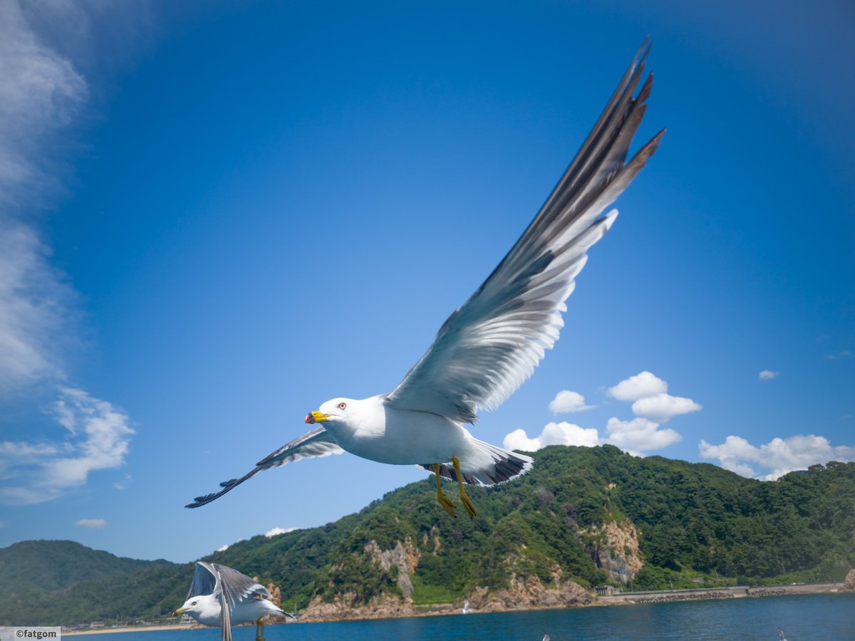 fatgom_jp's tweet image. ビシッ！
#笹川流れ