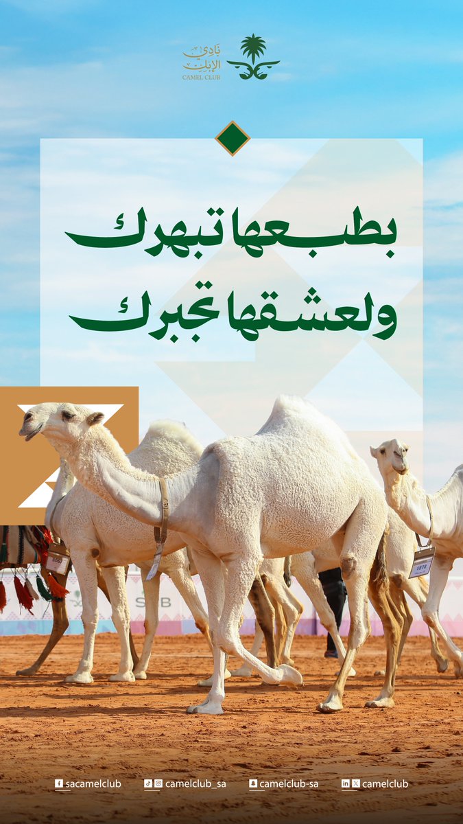 CamelClub's tweet image. في حضورها هيبة، وفي عشقها فخر  🐪✨

#نادي_الإبل