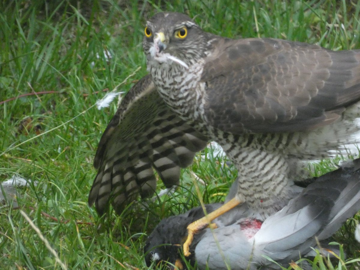 Dr Phil Walters tweet media