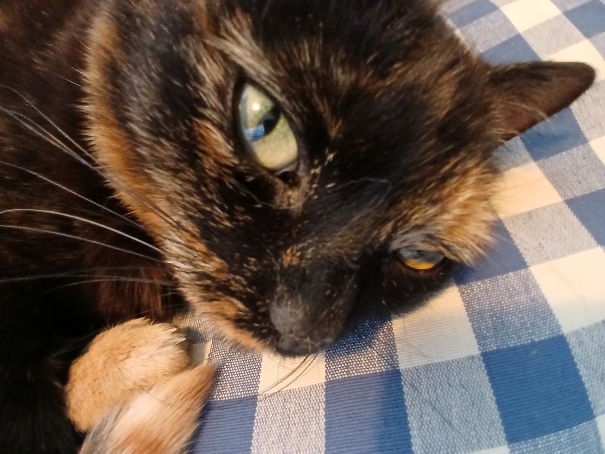 gnillib78's tweet photo. @olaus_petri Willow,  9 år i december https://t.co/f8DnF6Ue1g