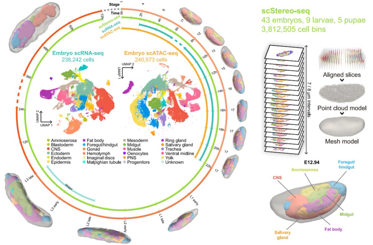 ST_Omics's tweet image. ✨Check out a Cell paper unveiling a 3D spatiotemporal multi-omics atlas of #Drosophila development using Stereo-seq. Discovered key regulators like Exex and mapped 3.8M+ cellular compartments! bit.ly/45M5Hu3 #STOmics #Spatialbiology #Stereoseq