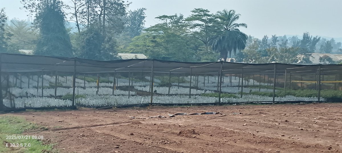 DalilaLtd29918's tweet image. Not all seedlings are grafted at once—why? 🌱
Each seedling must reach at least 30cm, be pen-thick, and healthy before it's ready.
That’s how we ensure quality!
Follow us for more pro nursery tips.
#GrowWithDFC #QualitySeedlings