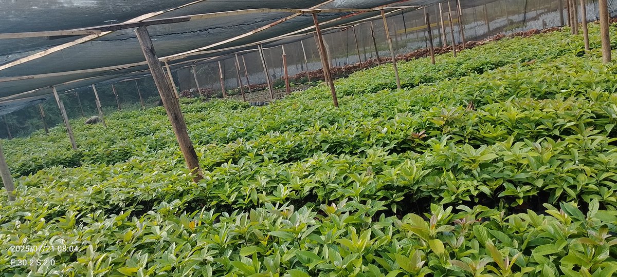 DalilaLtd29918's tweet image. Not all seedlings are grafted at once—why? 🌱
Each seedling must reach at least 30cm, be pen-thick, and healthy before it's ready.
That’s how we ensure quality!
Follow us for more pro nursery tips.
#GrowWithDFC #QualitySeedlings